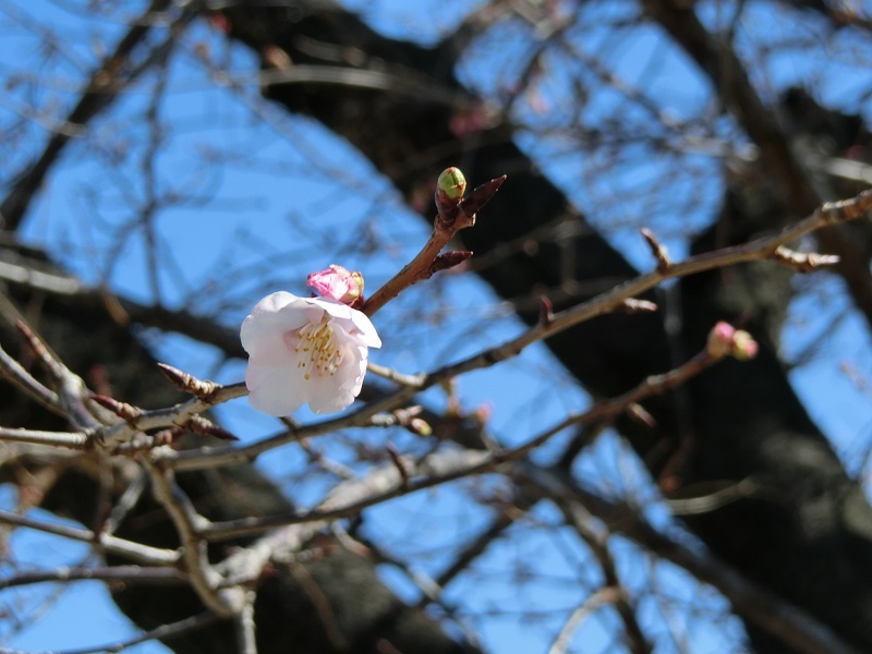 2020.2.17. 桜　sakura