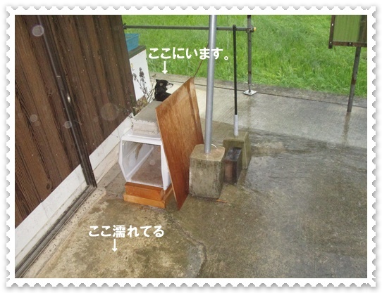 ①雨で濡れてます。