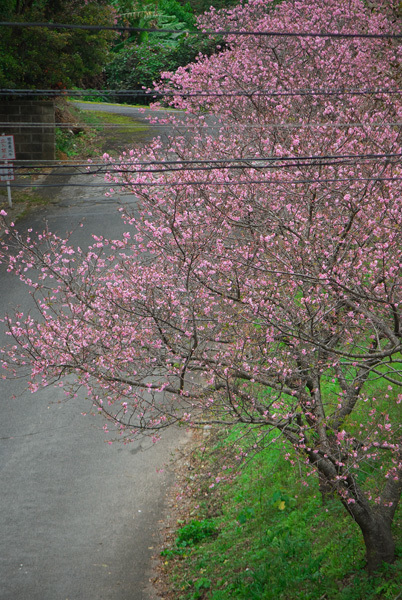 その後の通勤途中の桜