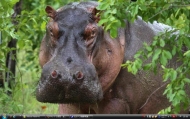 8_Selous hippo43s