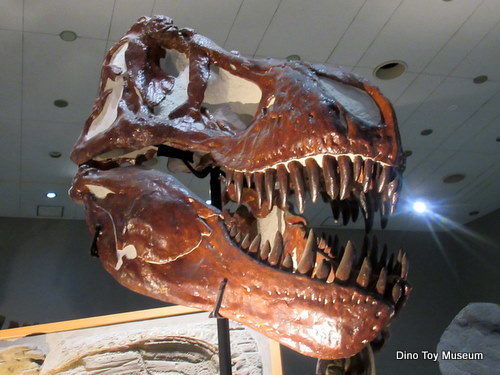 自然史系博物館の老舗、大阪市立自然史博物館の恐竜たち