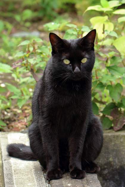 190703_Black-Cat.jpg