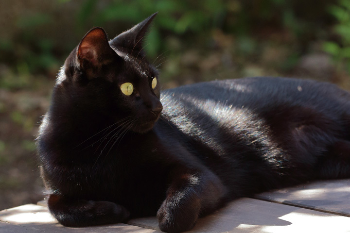 190915_Black-Cat_1.jpg