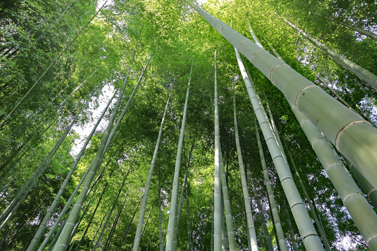190927_Bamboo-grove.jpg
