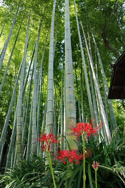 190927_Bamboo-grove_Higanbana.jpg