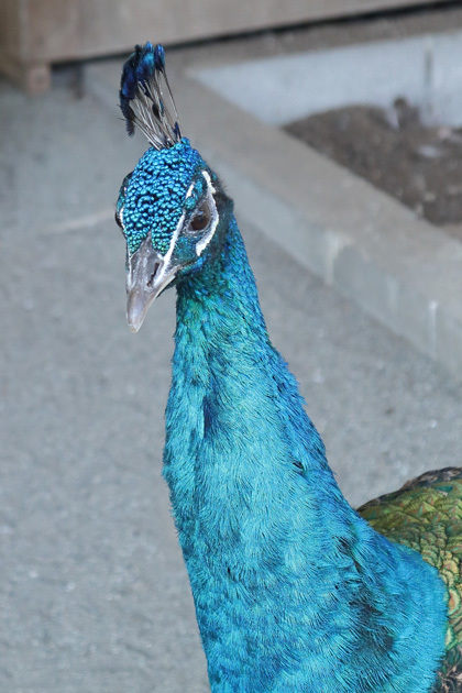 191001_Blue-Peacock.jpg