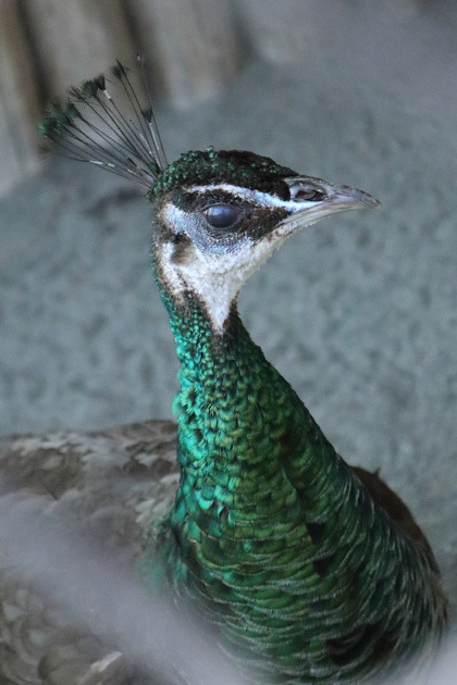 191001_Green-Peacock.jpg