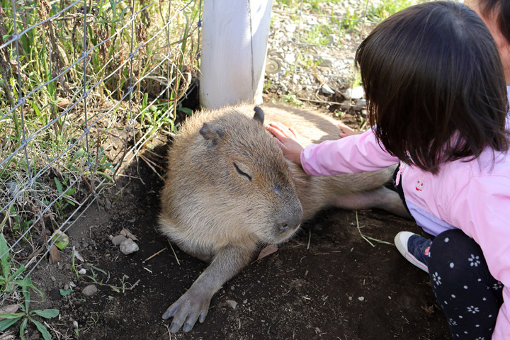 191104_Capybara_1.jpg
