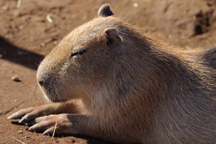 191104_Capybara_2.jpg