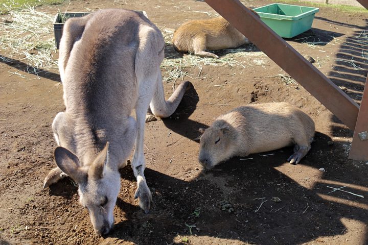 191104_Kangaroo-Capybara.jpg