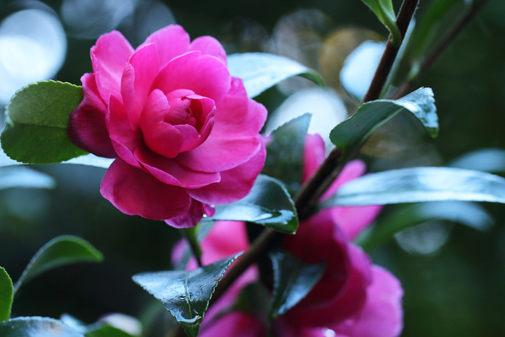 191112_Camellia-sasanqua.jpg