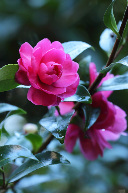 191112_Camellia-sasanqua_1.jpg