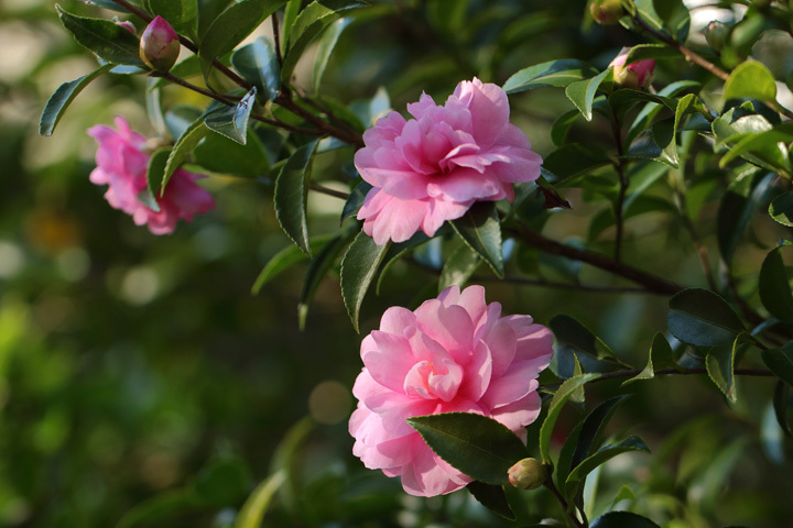191114_Camellia-sasanqua.jpg