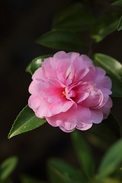 191114_Camellia-sasanqua_2.jpg