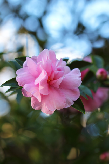 191114_Camellia-sasanqua_3.jpg