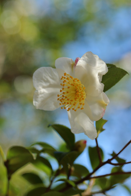 191121_Camellia-sasanqua-White.jpg
