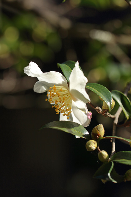 191121_Camellia-sasanqua.jpg