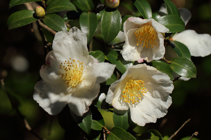 191121_Camellia-sasanqua_2.jpg