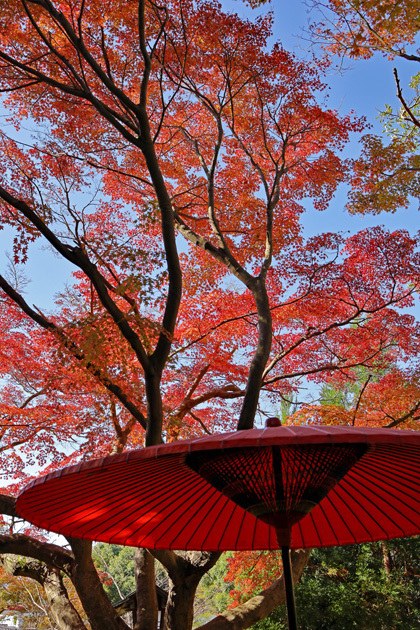 191204_Kamakuragu-Umbrella.jpg