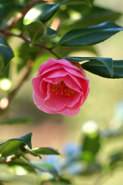191212_Camellia-japonica.jpg
