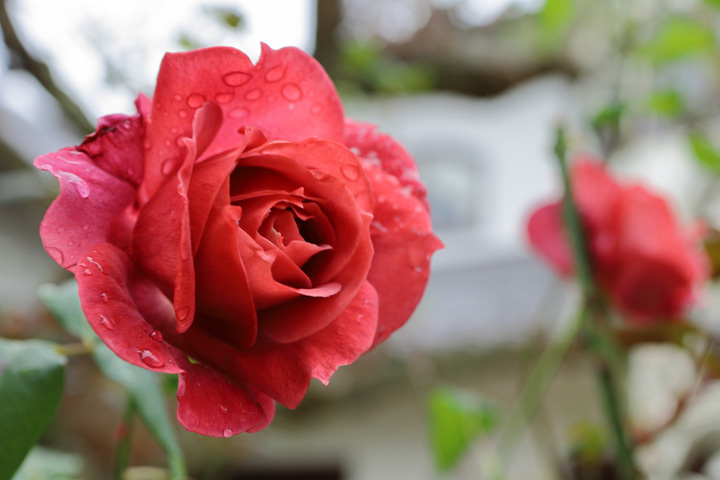 191217_Red-Rose.jpg