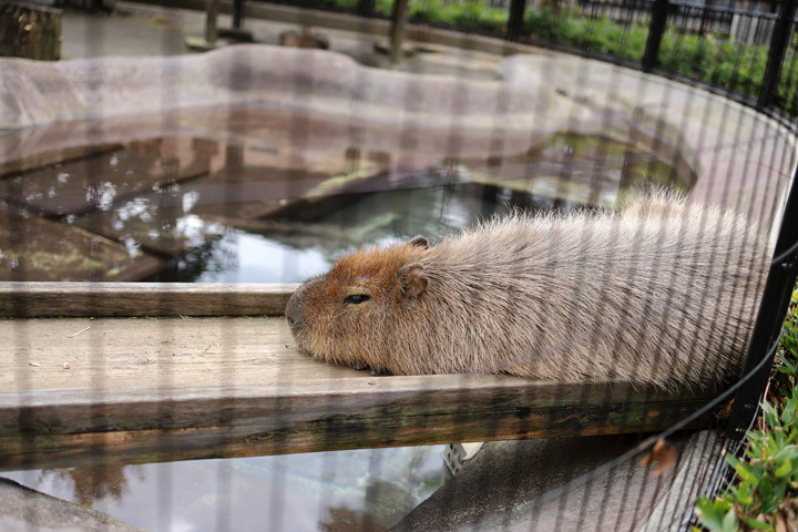 200116_Capybara.jpg