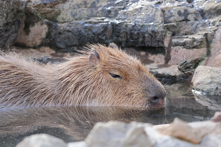 200212_Capybara.jpg