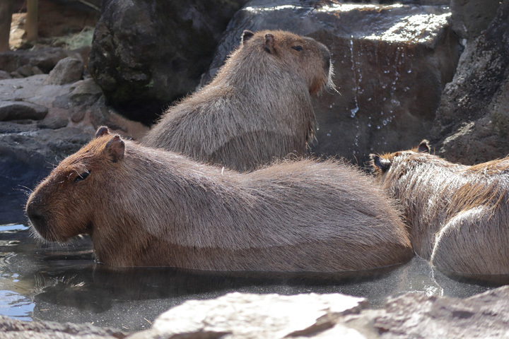 200212_Capybara_1.jpg