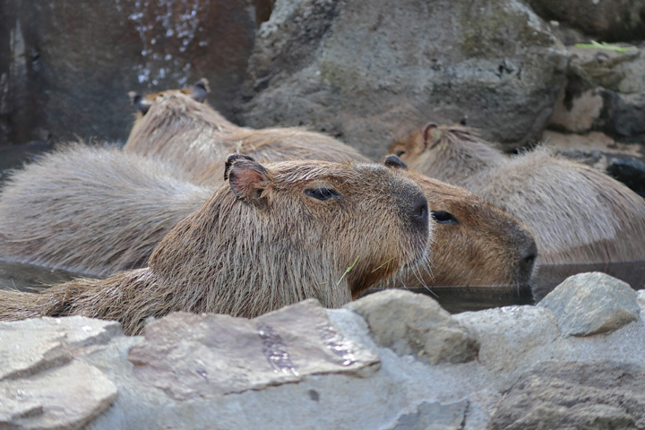 200212_Capybara_2.jpg