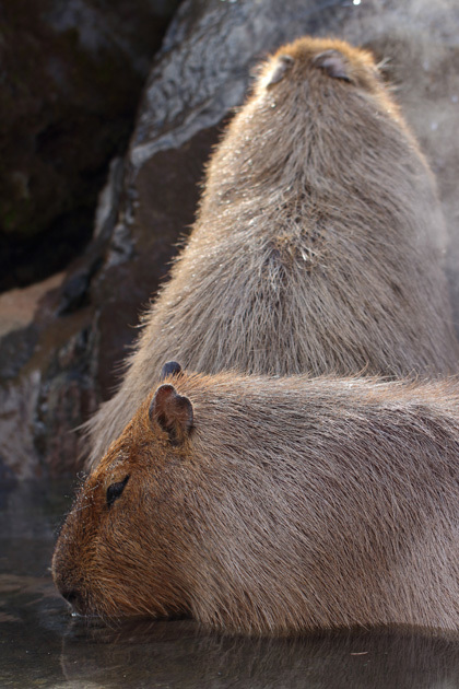 200212_Capybara_3.jpg