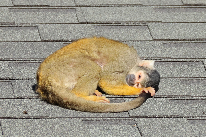 200212_Squirrel-monkey.jpg