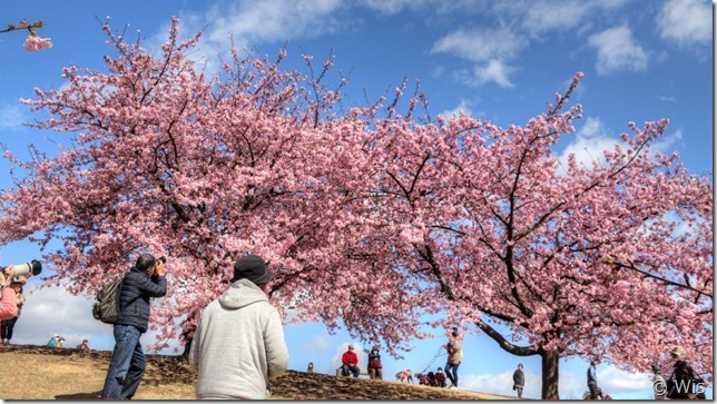 いせさき市民のもり公園の河津桜
