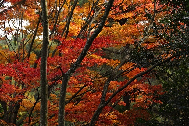 公渕森林公園　紅葉