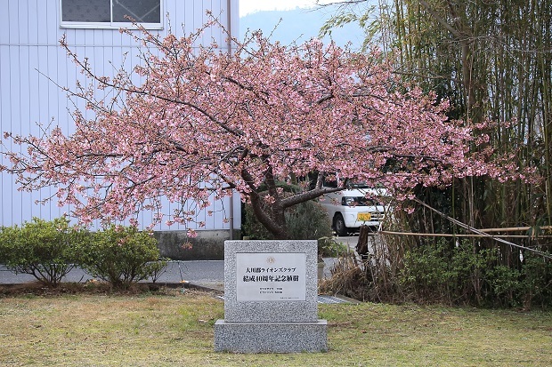 湊川　河津桜　2020