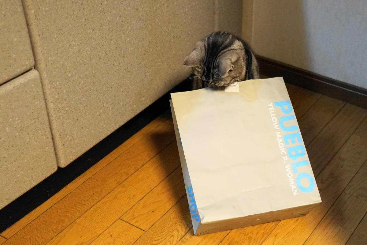 紙袋が抜けない猫