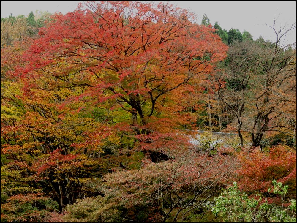 10．桃源山地蔵院の紅葉＠京都と奈良の紅葉旅