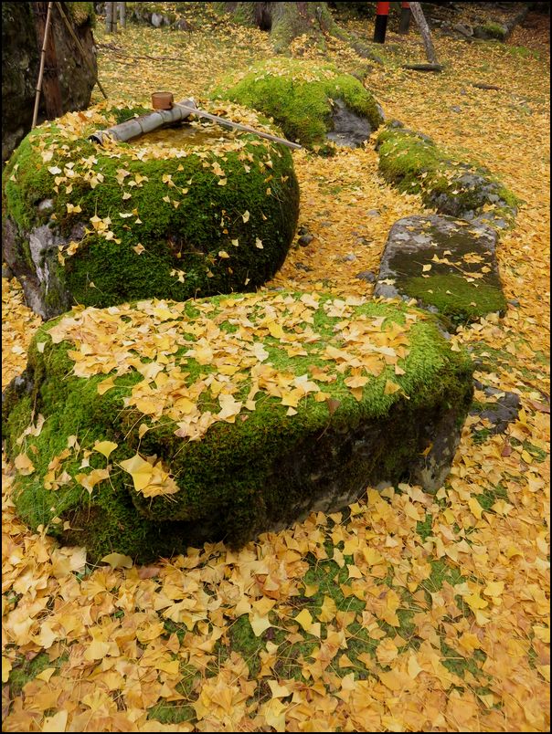 8.岩戸落葉神社の黄葉＠京都と奈良の紅葉旅
