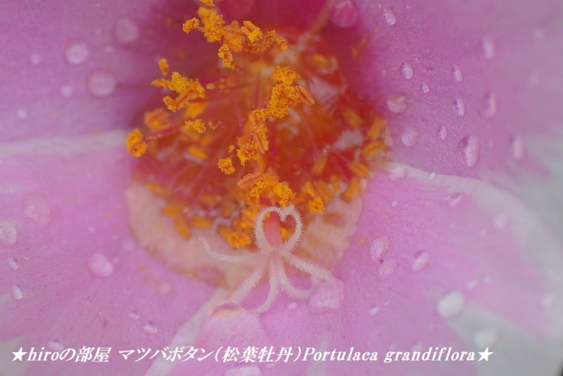 hiroの部屋　マツバボタン（松葉牡丹）Portulaca grandiflora