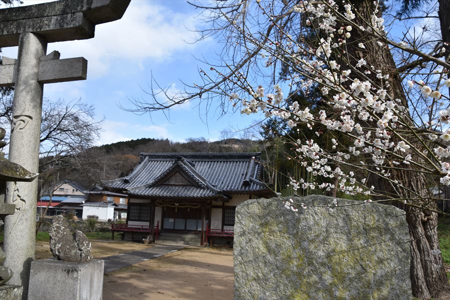 熊野神社梅３