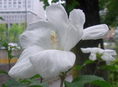 RIMG0061ムクゲの白い花Zoom_400