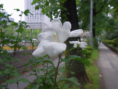 RIMG0061ムクゲの白い花_400