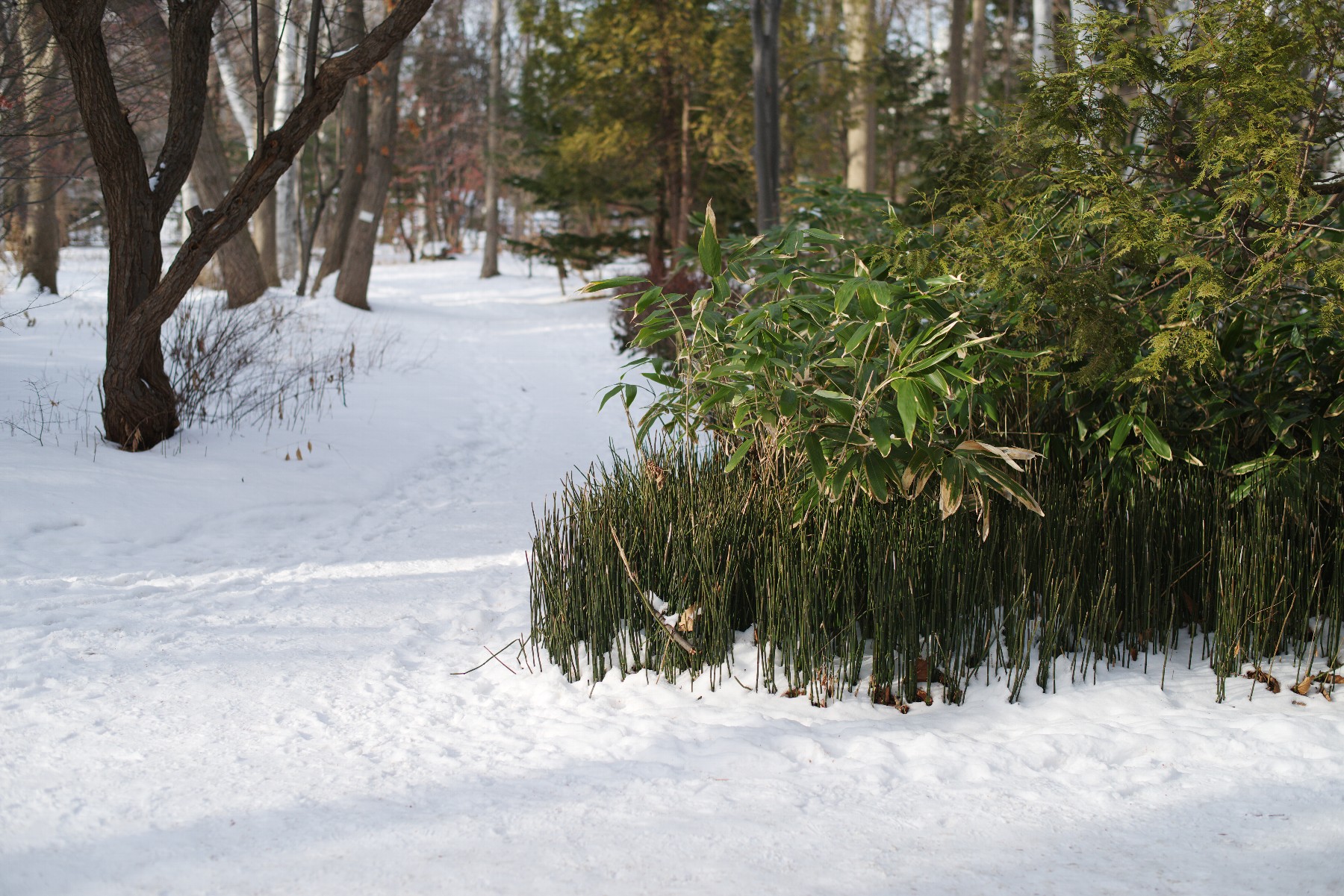 冬の豊平公園－３－