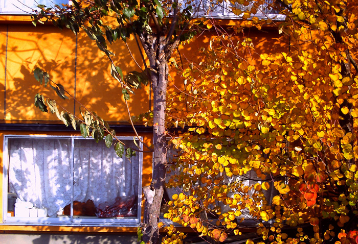 秋な窓ビビカム