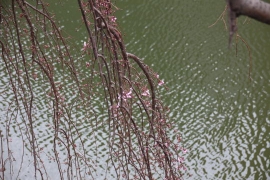 枝垂桜咲き始め０１