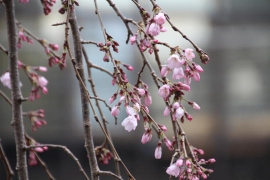 枝垂桜咲き始め０２