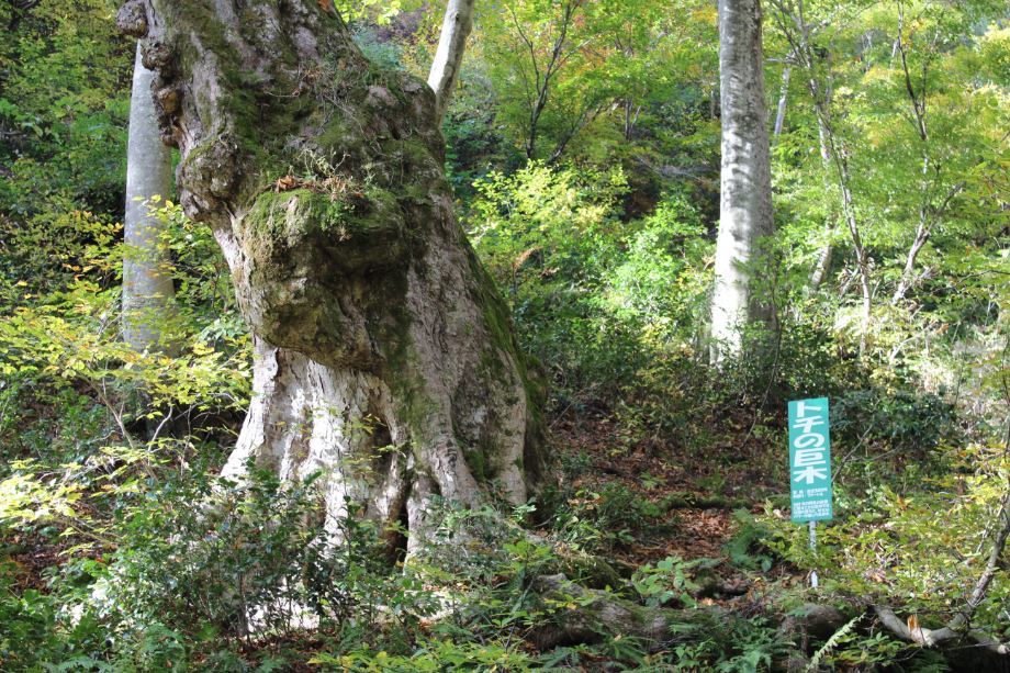 ブナ林-2-6トチの巨木