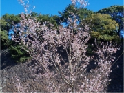 皇居6四季桜