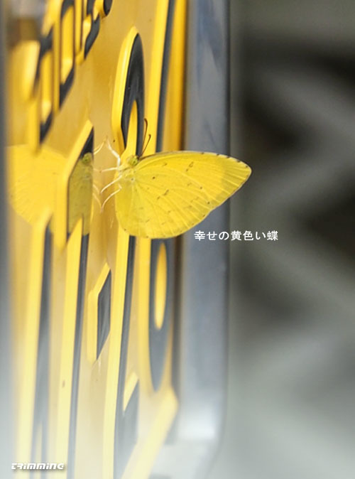 190905黄色い蝶